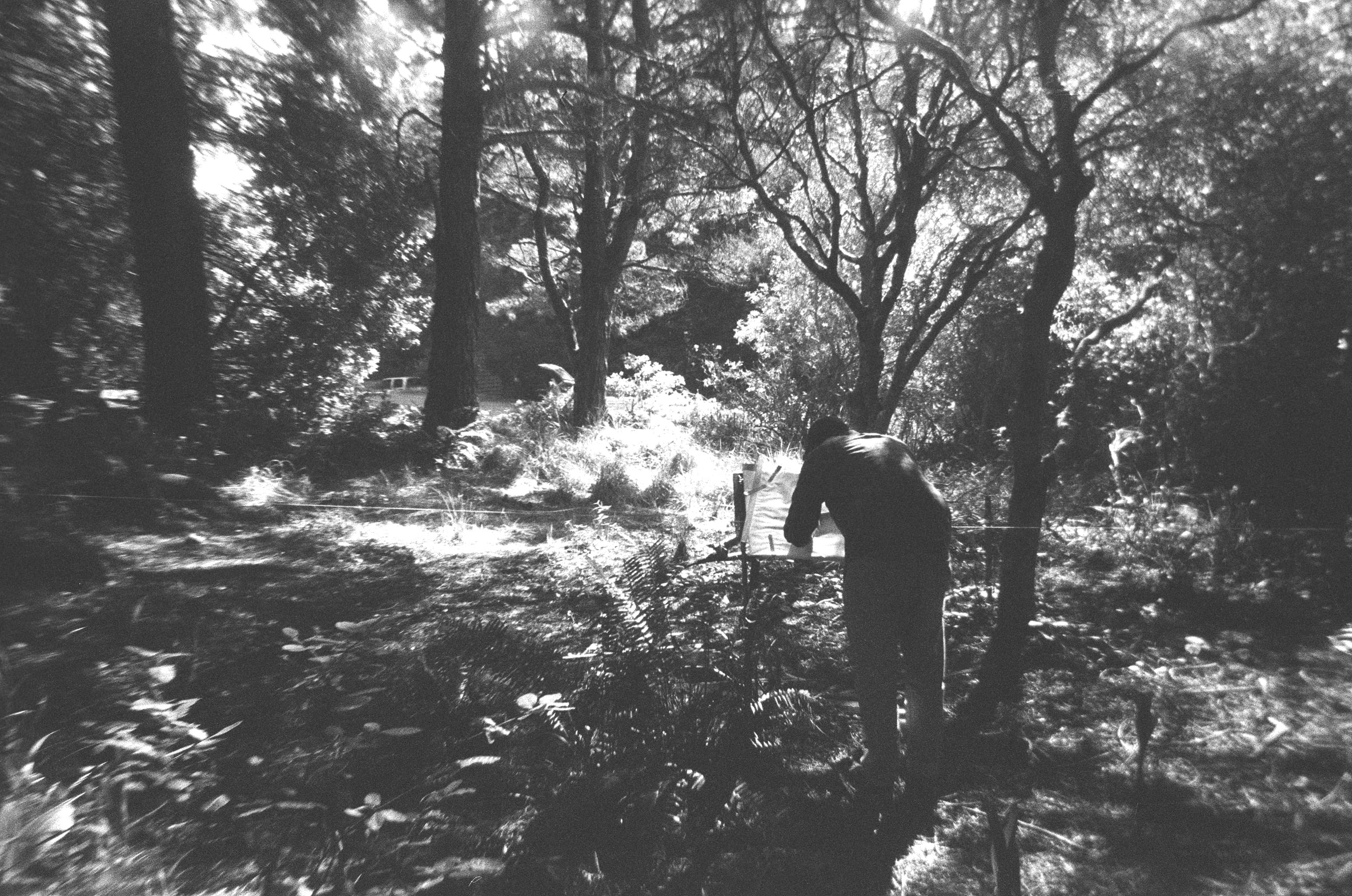 Forest setting at Halcyon House